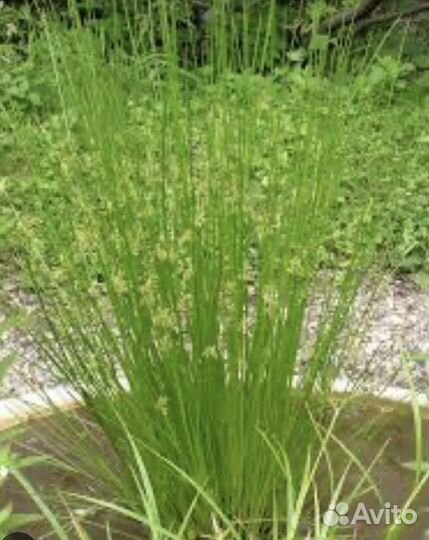 Растения для пруда и прибрежной зоны