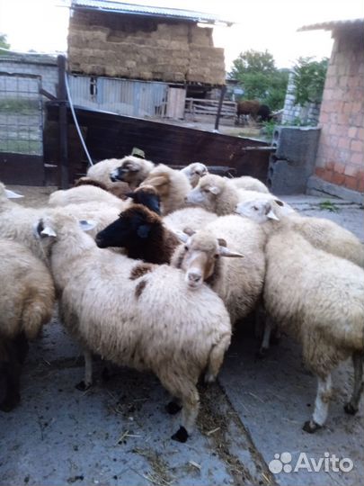 Овцы и Бараны