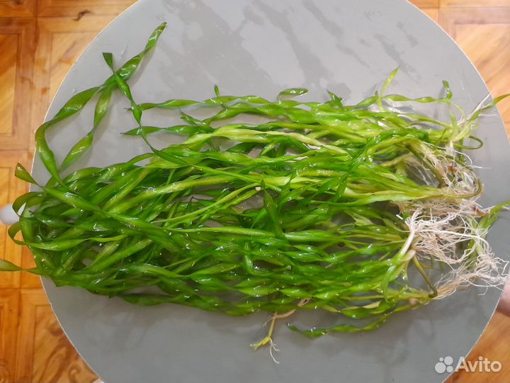 Растения для оквариума