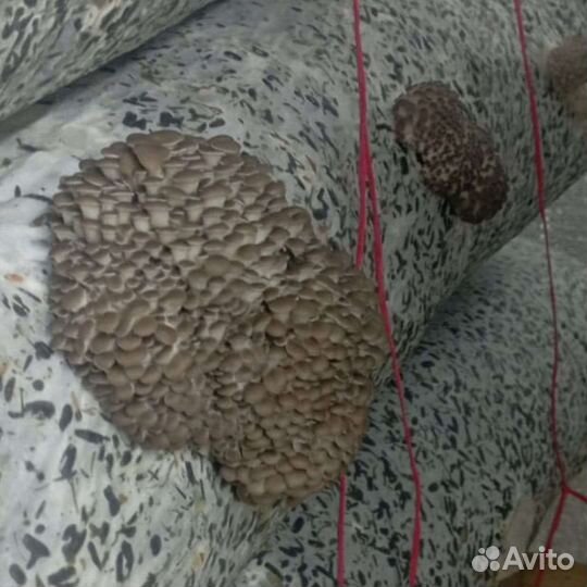 Готовые блоки Вешенки