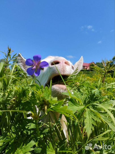 Яйцо деревенское,козье молоко,мясо