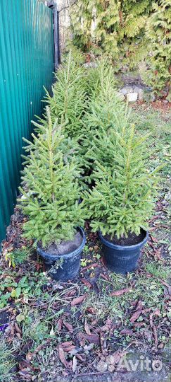 Ели живые