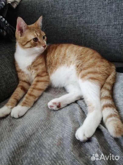 Классный рыжий кот ищет дом