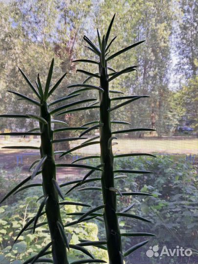 Аустроцилиндропунция