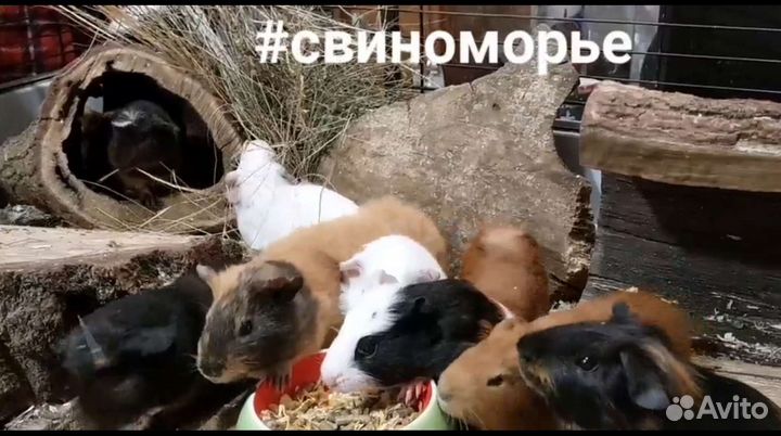 Морские свинки. Работает до21ч. Питомник