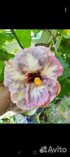 Флоридский гибискус Chalcedony