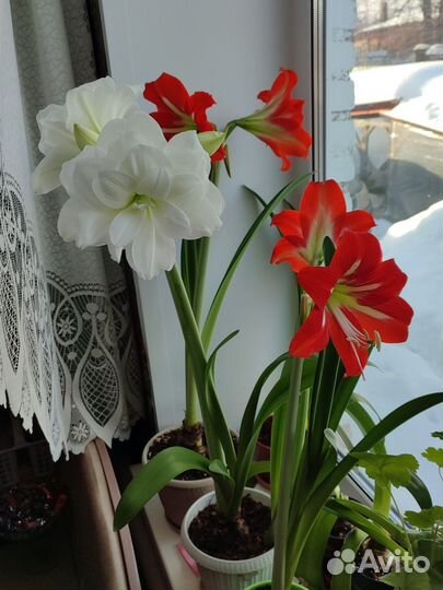 Гиппеаструм, Циссус (берëзка)