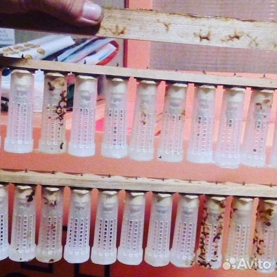 Матки пчелы карника