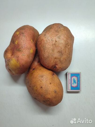 Семенной картофель 