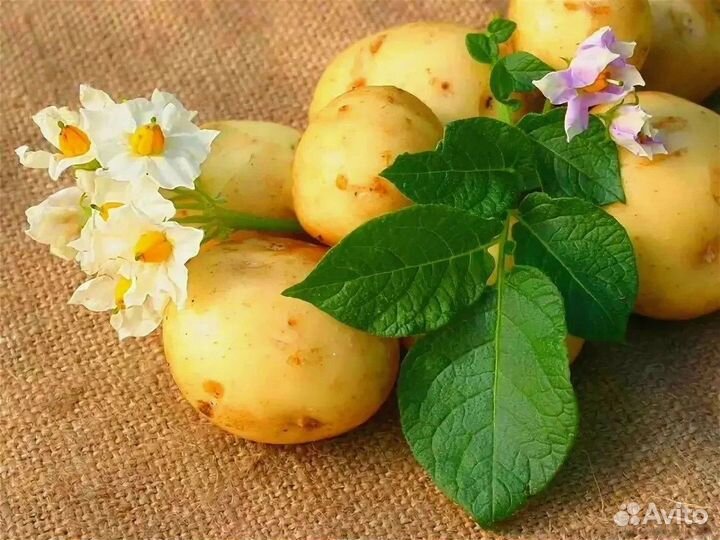 Продам картофель
