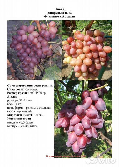 Саженцы винограда