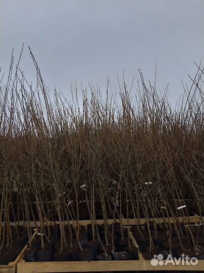 Саженцы лучших сортов яблок