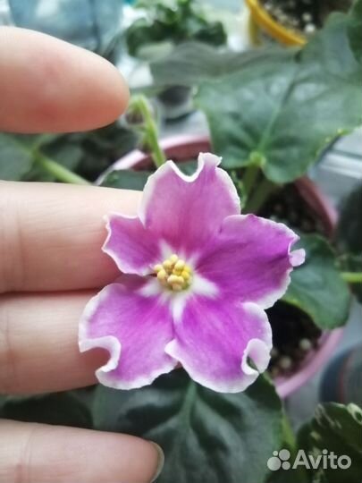 Черенки фиалок