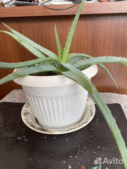 Комнатные цветы алоэ