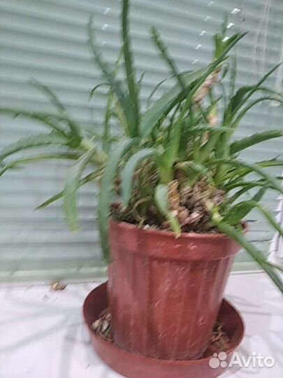 Алоэ столетник