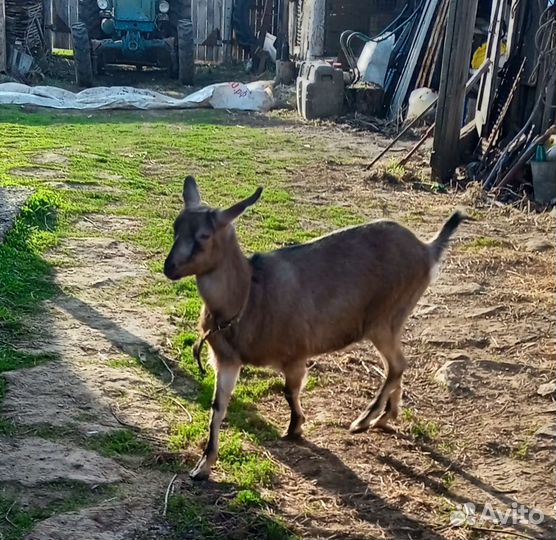 Козы молодые