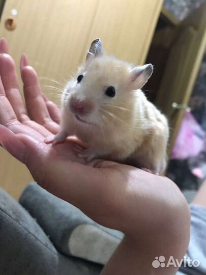 Сирийский хомяк с клеткой