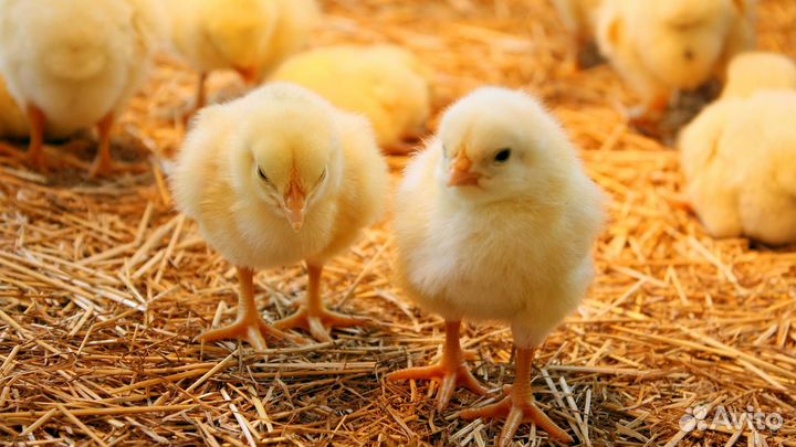 Цыплята бройлеры разного возраста суточ и подрощен
