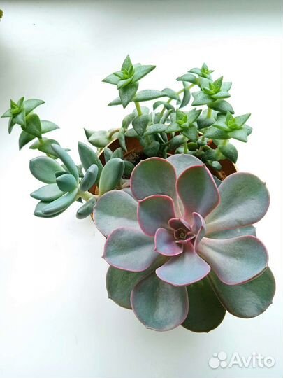 Суккуленты