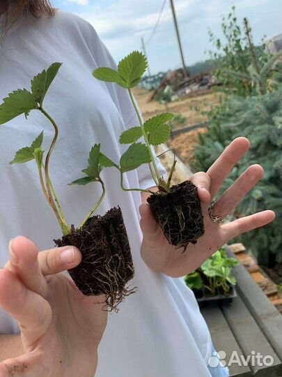 Рассада клубники из питомника