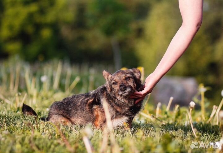 Бусинка ищет семью