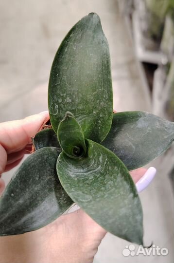 Сансевиерия микс