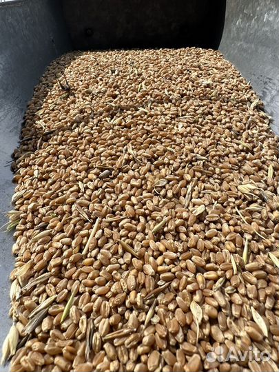 Пшеница, ячмень, горох, отходы