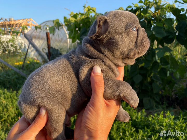 Французский бульдог лиловый с изабеллой в ньюшейд