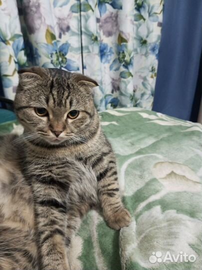 Шотландский кот вязка