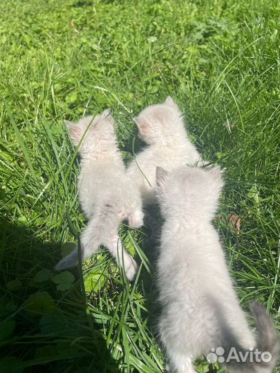 Отдадим котят бесплатно