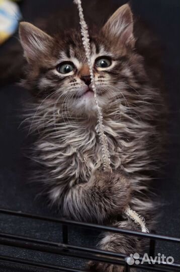 Котята 3 мес