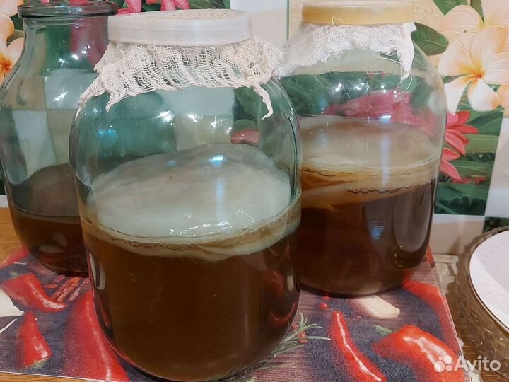 Чайный гриб