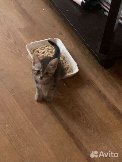 Барсик 1,5 мес