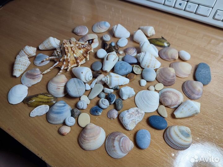 Морские ракушки