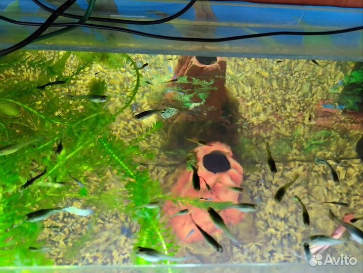 Аквариумные рыбки гуппи