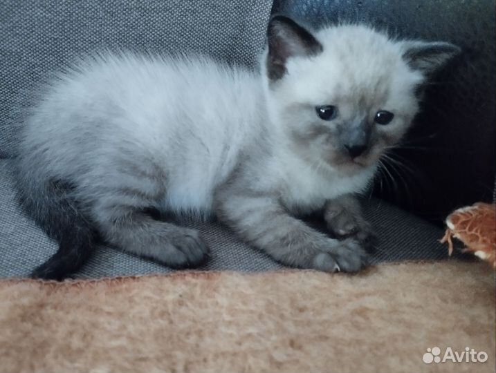 Кошка в дар бесплатно