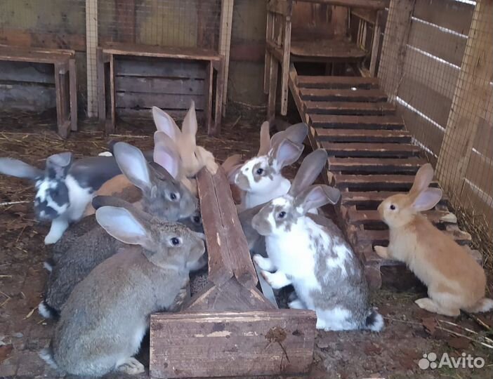 Крольчата 2-3 месяца