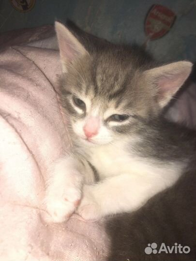 Кошки бесплатно