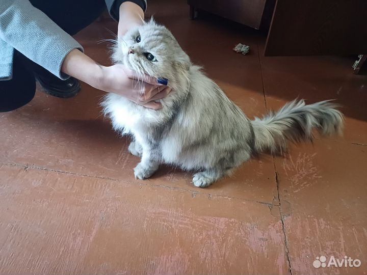 Шотландская вислоухая кошка бесплатно