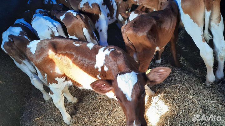 Телята бычки