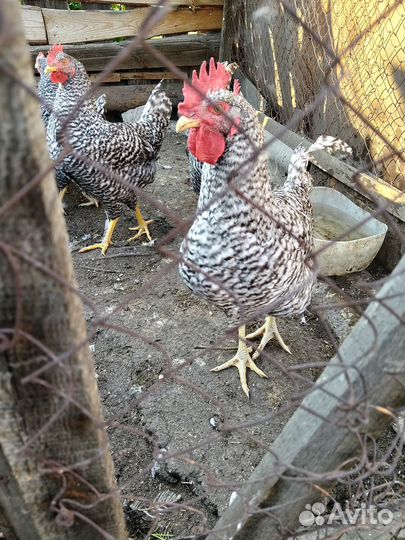 Молодые петушки