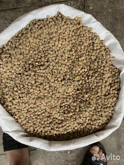 Чечевица красная