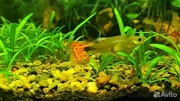 Нерестовик для аквариума (
