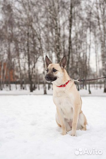 Красавица Ириска ищет дом