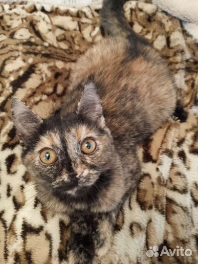 Кошка в дар