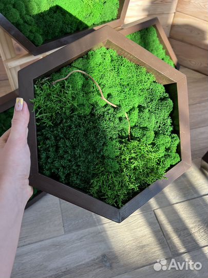 Соты из стабилизированного мха