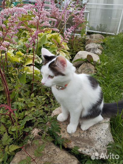 Котик Матвей