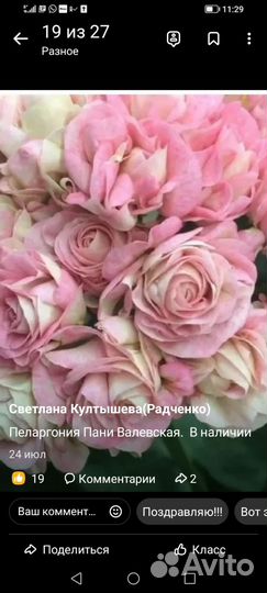 Пеларгония Пани Валевская