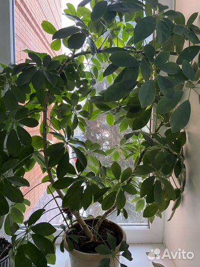 Продаётся шефлера