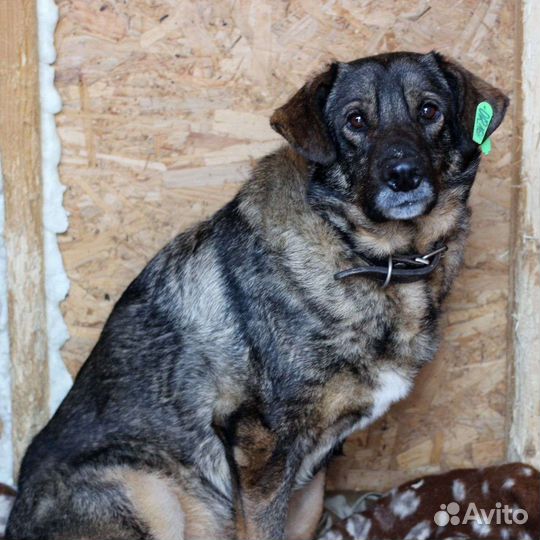 Собака Рэм добряк ищет дом